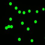 Fluorescent-Polystyrene-Microspheres