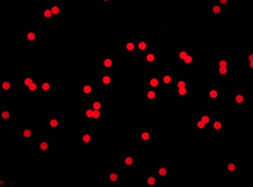 Fluorescent-Polystyrene-Microspheres